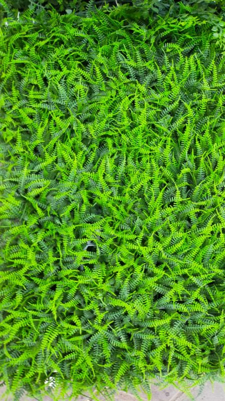 Greenvalley